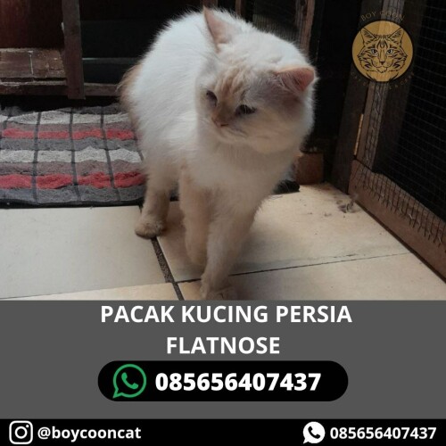 TUKANG PACAK KUCING PERSIA FLATNOSE