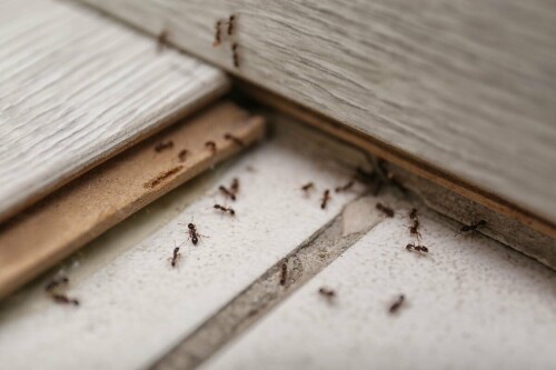 Do you need assistance getting rid of all the bugs in your home Tri State Termite Pest Control offers pest control services that are safe, effective, and ecologically responsible Contact us right away to learn more.For more detailed information about professional pest control tupelo visit here https://www.tristatetermite.com/